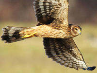 Northern Harrier at Daniel Webster © Doug Wauchope