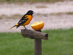 Baltimore Oriole © Bill Sooter