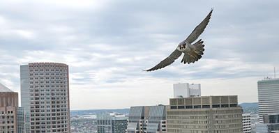 Boston Nature Center Wildlife Sanctuary
