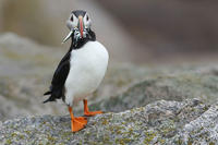Puffin with fish © Keenan Yakola