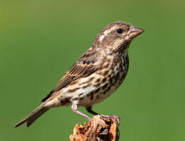 Female purple finch