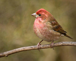 Male purple finch
