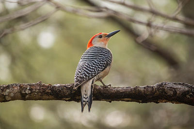 Red-bellied Woodpecker © Irwin Lakin