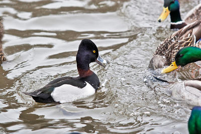 Ring-necked Duck © Lea Fiega