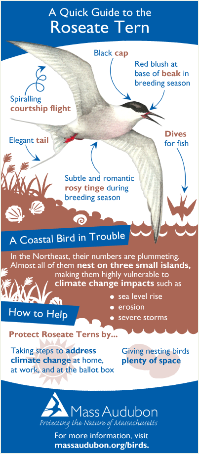 roseate tern quick guide