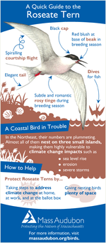 roseate tern quick guide