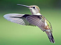 Ruby-throated Hummingbird © Linda Lapre