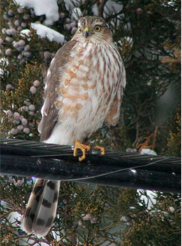 Sharp-shinned hawk juvenile © Debbie Barnes