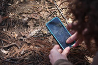 Taking a smartphone photo for iNaturalist