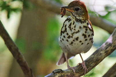 Wood Thrush with food in a forest © Kathy Porter 