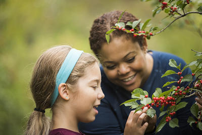 Girl examining a holly bush with her mom