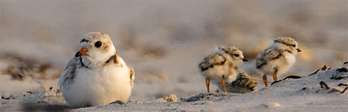 Piping plover with chicks © John Van de Graaff