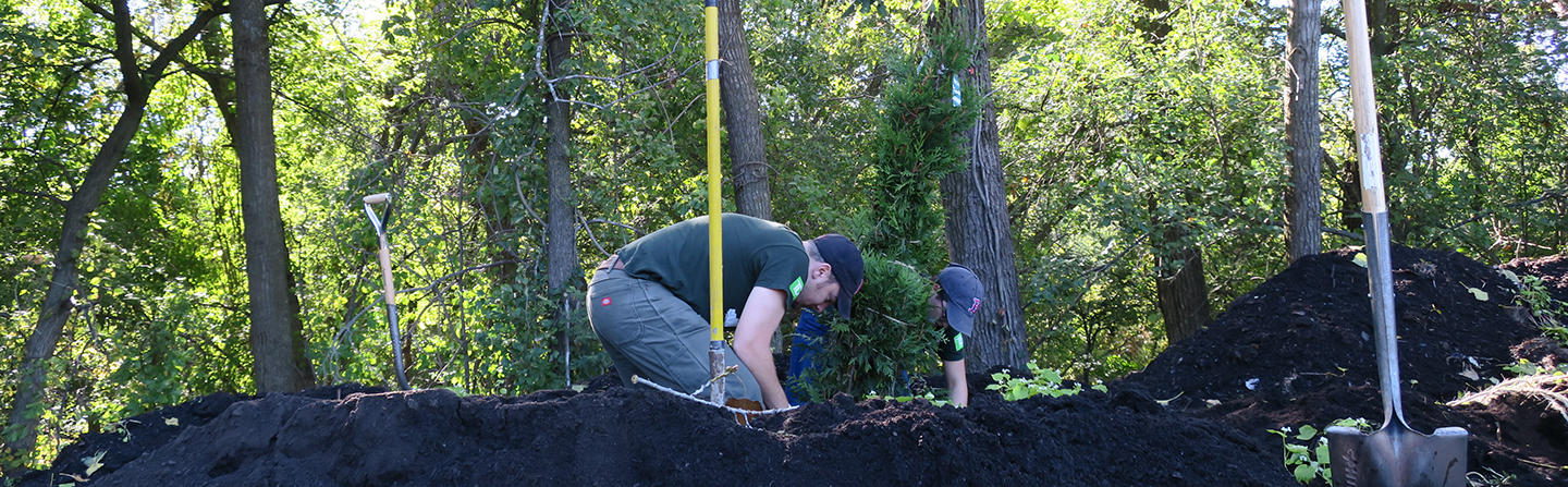 Planting a Tree