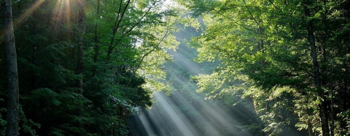 Sunlight filtering through forest trees © Dorrie Holmes