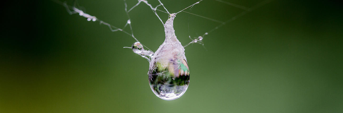 Water Drop © Greg Allison