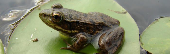 When some amphibians mature they live on land because