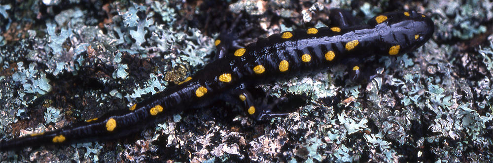Yellow Spotted Salamander (Ambystoma maculata)