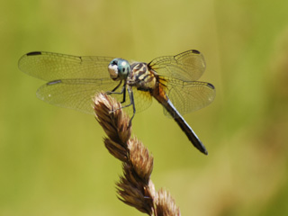 Blue dasher dragonfly © Joy Marzolf, Mass Audubon