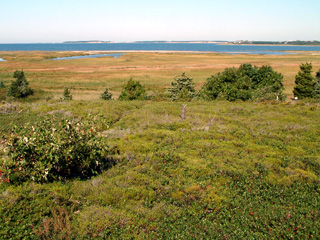 Coastal heathland and salt marsh at Wellfleet Bay Wildlife Sanctuary – two natural communities whose vegetation we monitor.