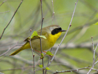 Common yellow-throat © Dave Larson, Mass Audubon