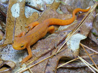 Eastern newt at Graves Farm © A.C. Brown