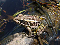 Pickerel frog, Lithobates palustris