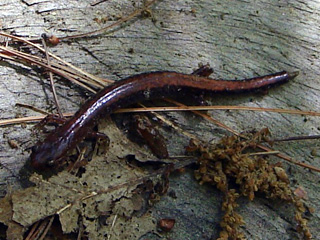 Red back salamander, Plethodon cinereus