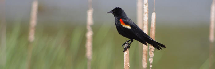 Red-winged blackbird © Eric Hayward