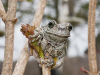 tree frog © Joy Marzolf, Mass Audubon