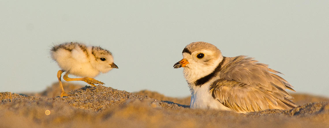 Piping Plover adult on nest with chick © Pat Ulrich