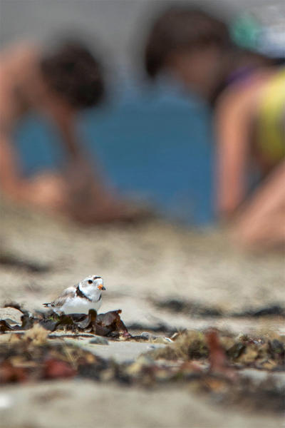 A Piping Plover searches the shoreline at a beach while children play nearby