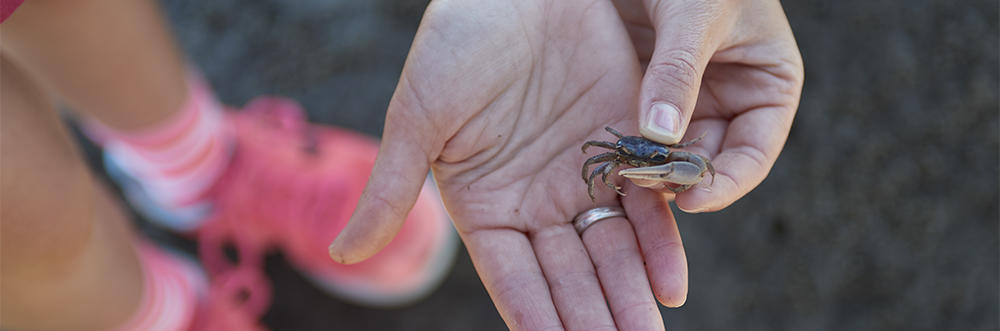 Holding a tiny Fiddler Crab in a hand