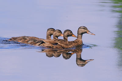 Mallard family swimming in a row © Doug Penderson