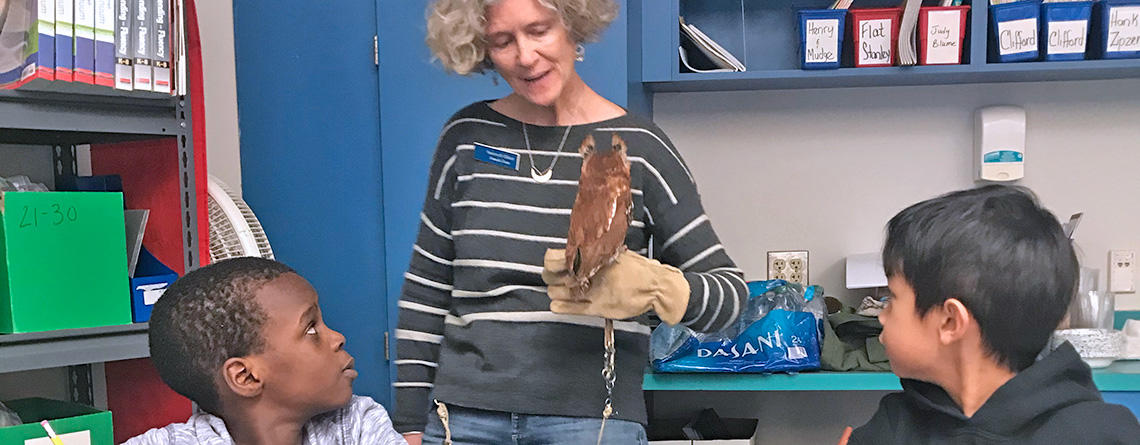 An educator naturalist showing a live Eastern Screech Owl to classroom students 
