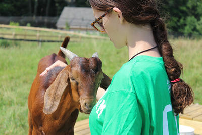 A teen girl in a green t-shirt pets a young, brown goat in a sunny field