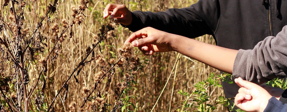 Hands of students collecting dried plant samples in the field