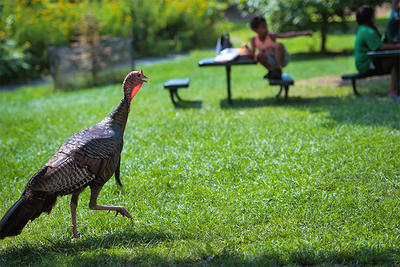 Wild Turkey walking near picnic tables with people