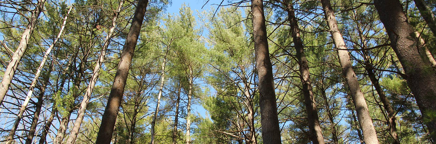 Forest at Broadmoor Wildlife Sanctuary
