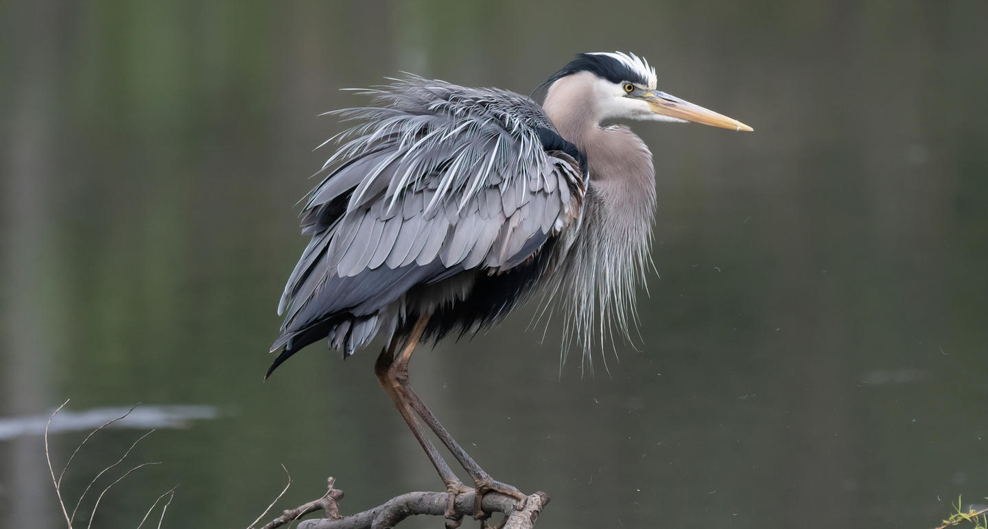 Great Blue Heron Copyright Amy Erb