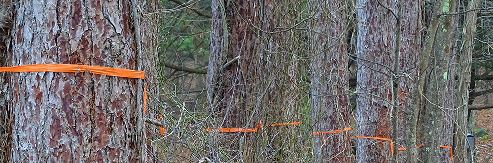 Trees marked for removal for habitat management at Moose Hill