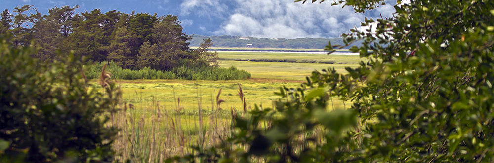 Barnstable Great Marsh © CJ Gregory