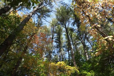 Looking up at the forested canopy in fall at Bear Hole