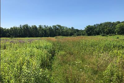 Meadows on Singler property provide nesting habitat for Bobolinks.