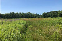 Meadows on Singler property provide nesting habitat for Bobolinks.