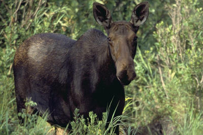 Female moose © US Fish & Wildlife Service