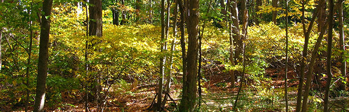 Thatcher Brook in Attleboro, MA