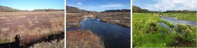 Tidmarsh - From Bog to Restored Cold Water Stream