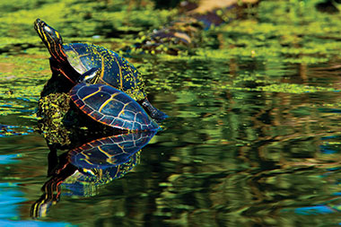 Turtle © Shouvik Gangopadhyay