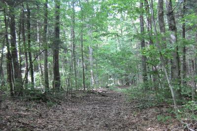 A trail on the newly protected Carver property in Lenox
