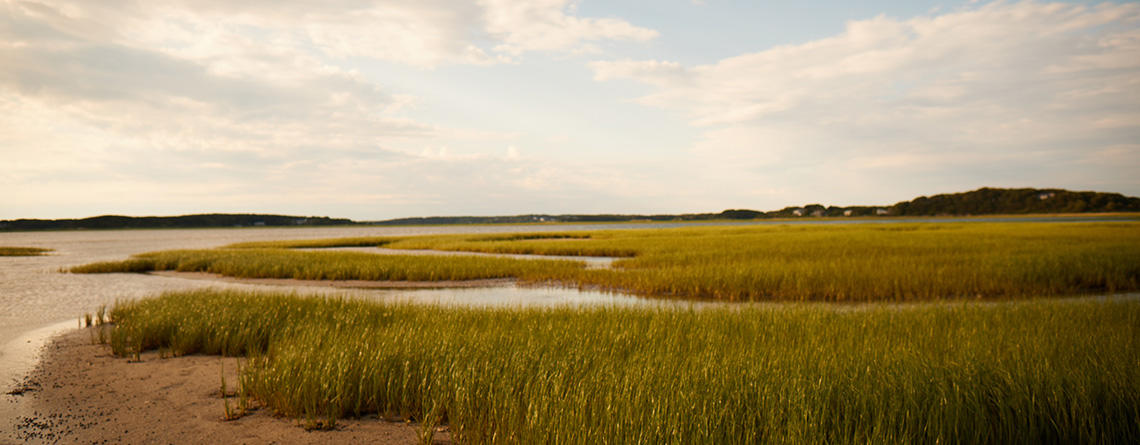 Wellfleet Bay marsh in late afternoon summer